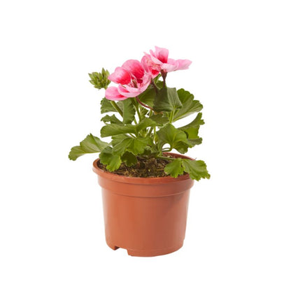 Pelargonia Zonale i 10 cm potte