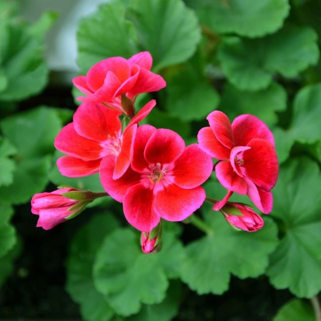 Pelargonia Zonale i 10 cm potte