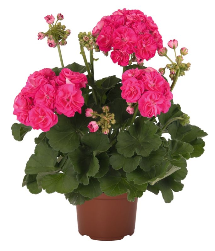 Pelargonia Zonale Rosalinda 13 cm