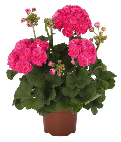 Pelargonia Zonale Rosalinda 13 cm