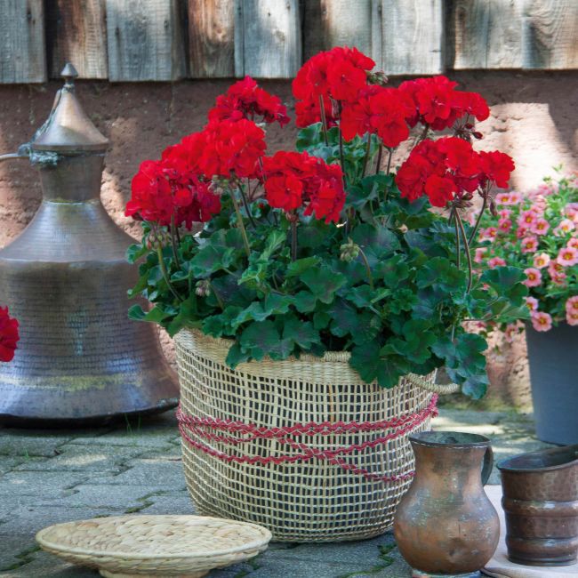 Pelargonia Zonale Tumbao 13 cm – levende farve til din balkon og have
