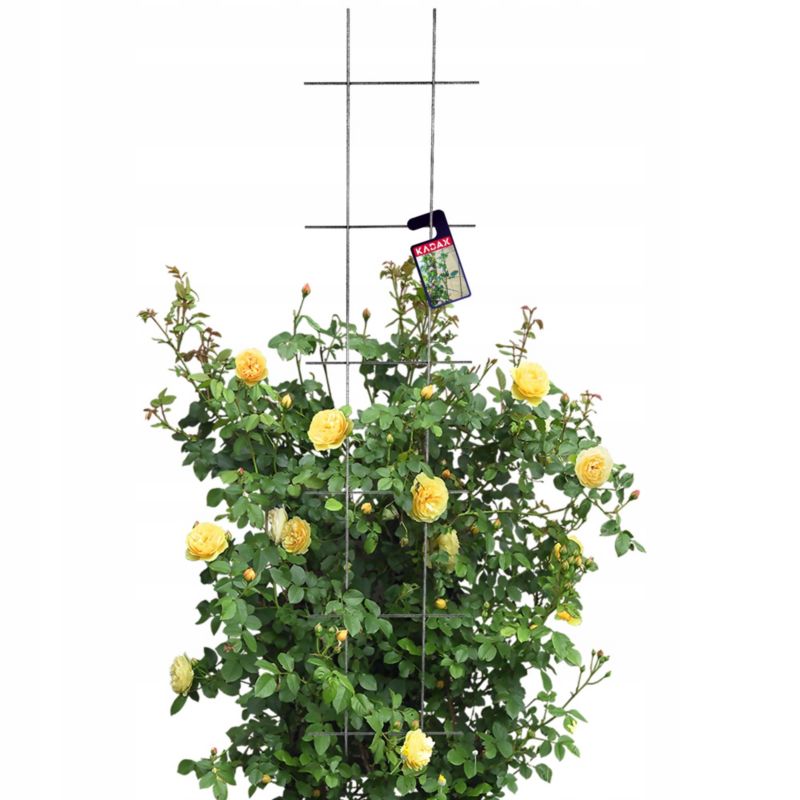 KADAX pergola havegitter til klatreplanter 30x150 cm, 1 stk.