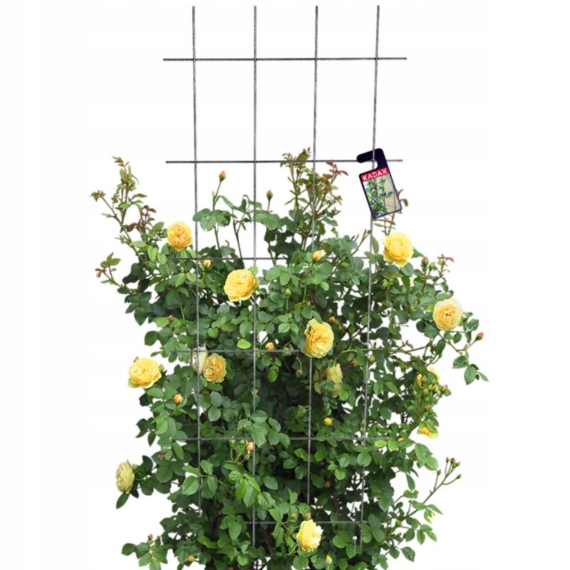 KADAX udendørs metalpergola planteunderstøttelse til roser og blomster, gitter 60x150 cm, 1 stk.