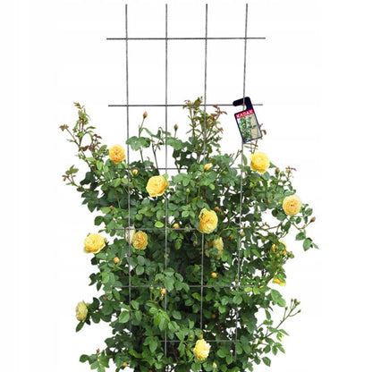 KADAX udendørs metalpergola planteunderstøttelse til roser og blomster, gitter 60x150 cm, 1 stk.