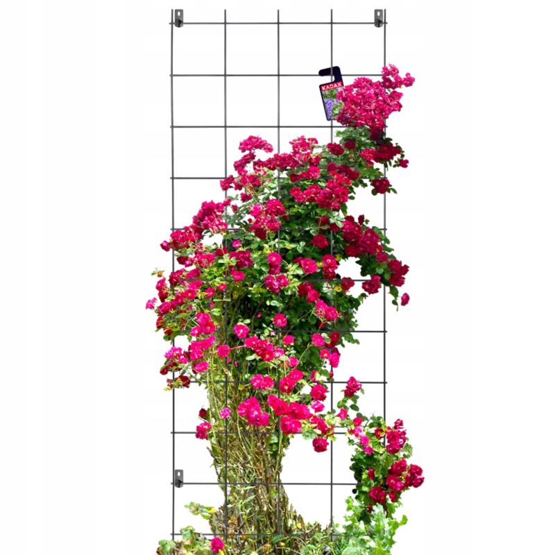 KADAX metal pergola til haven - plante- og blomsterstøtte, gitter 65x170 cm, 1 stk.