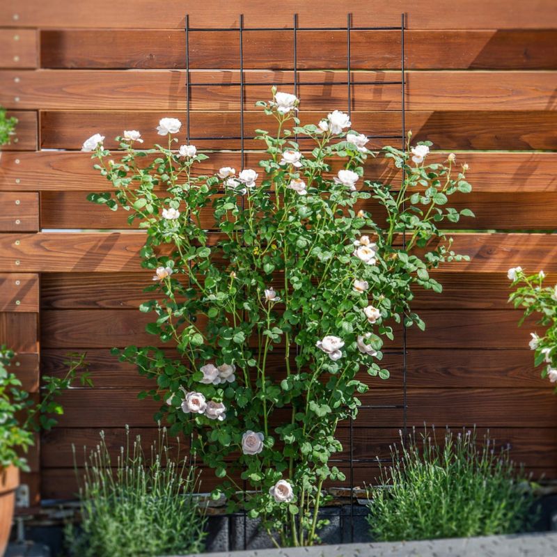 KADAX metal pergola til haven - plante- og blomsterstøtte, gitter 65x170 cm, 1 stk.