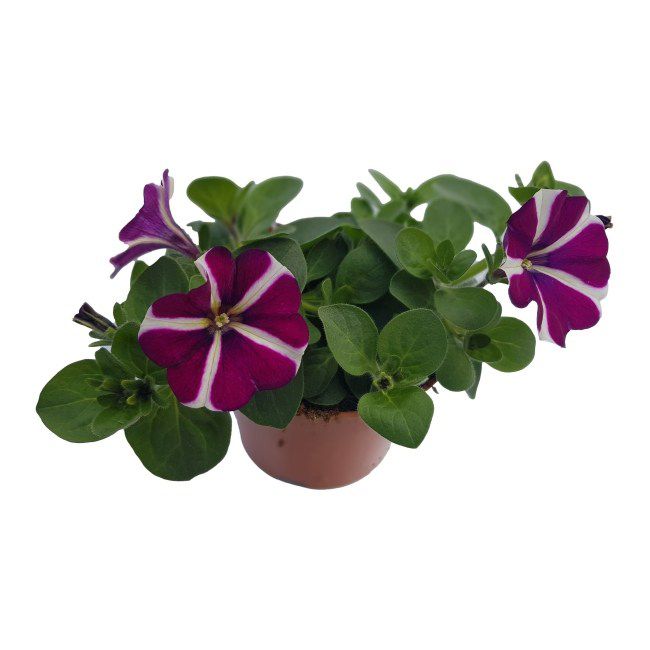 Petunia Amore Purple 3 cm – farverig balkonblomst med rig blomstring