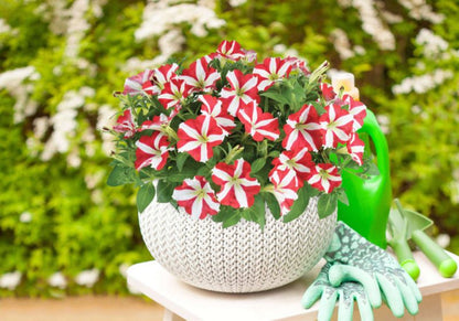 Petunia King of Hearts 13 cm