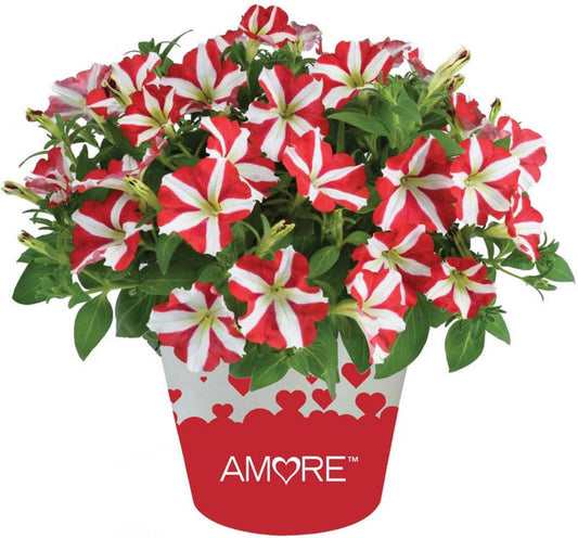 Petunia King of Hearts 13 cm
