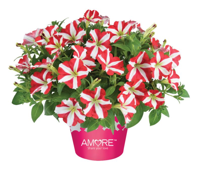 Petunia King of Hearts 13 cm