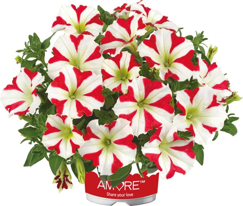 Petunia King of Hearts 13 cm
