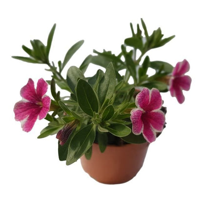 Petunia mini 10,5 cm - farverig og nem at dyrke til balkon og have