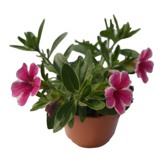 Petunia mini 10,5 cm - farverig og nem at dyrke til balkon og have