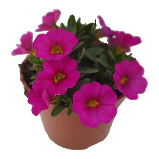 Petunia mini 10,5 cm - farverig og nem at dyrke til balkon og have