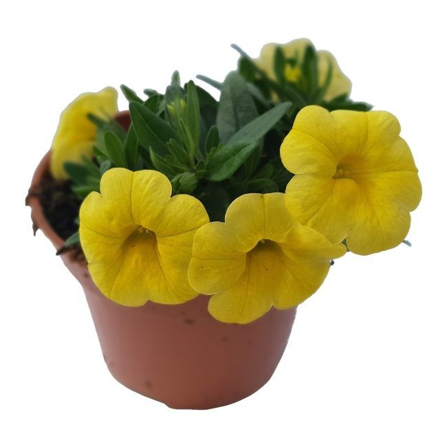 Petunia mini 10,5 cm - farverig og nem at dyrke til balkon og have