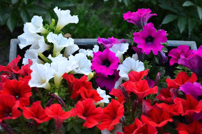 Petunia mix 10,5 cm
