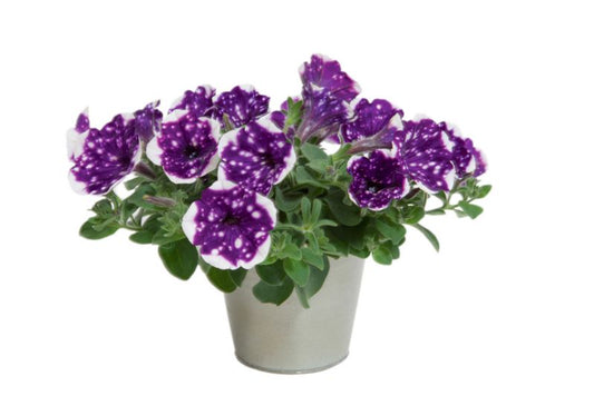 Petunia Night Sky 13 cm