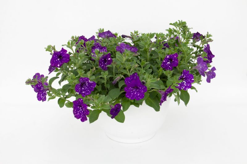 Petunia Night Sky 13 cm