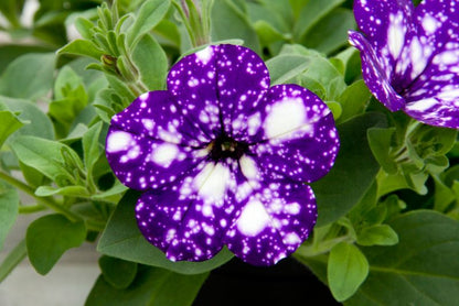 Petunia Night Sky 13 cm