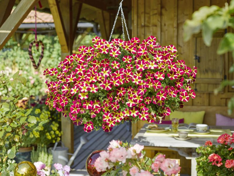 Petunia Queen of Hearts 13 cm