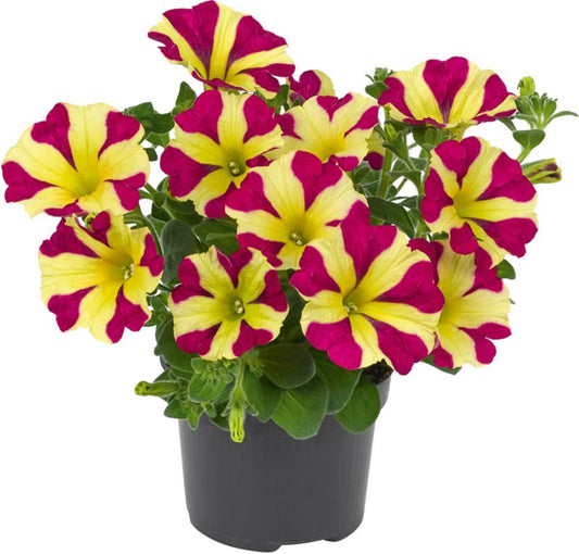 Petunia Queen of Hearts 13 cm