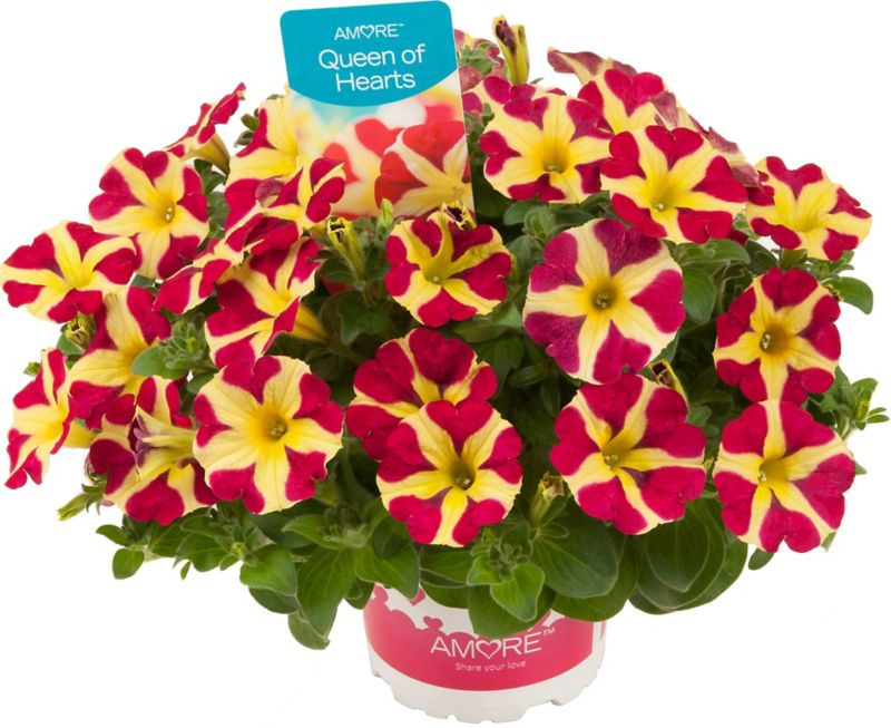 Petunia Queen of Hearts 13 cm