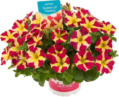 Petunia Queen of Hearts 13 cm