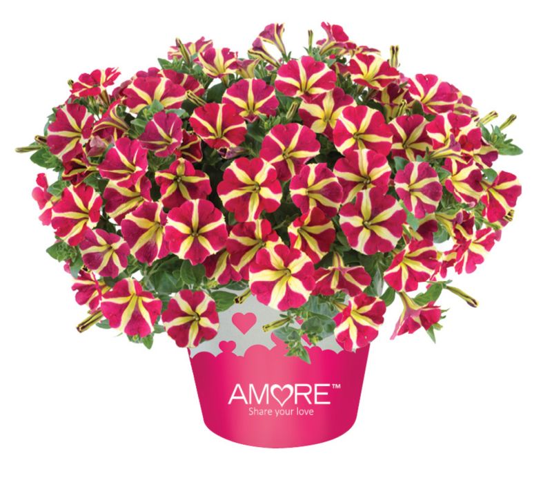 Petunia Queen of Hearts 13 cm