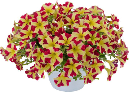 Petunia Queen of Hearts 13 cm