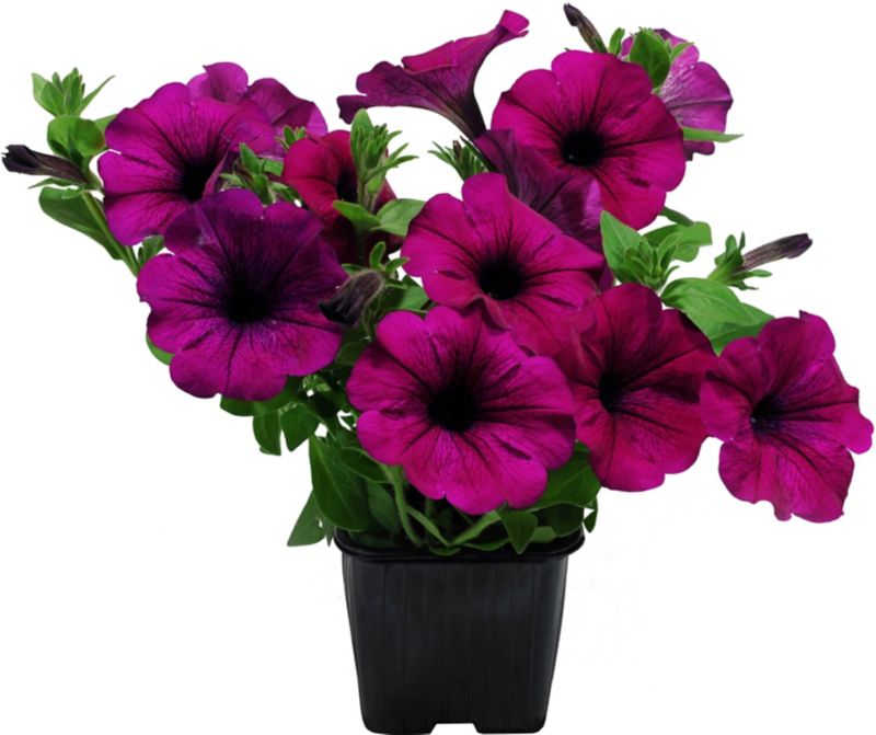 Petunia plante i 13 cm potte