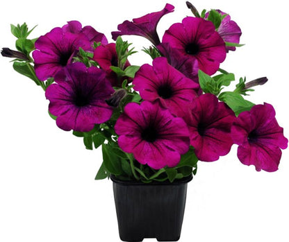 Petunia plante i 13 cm potte