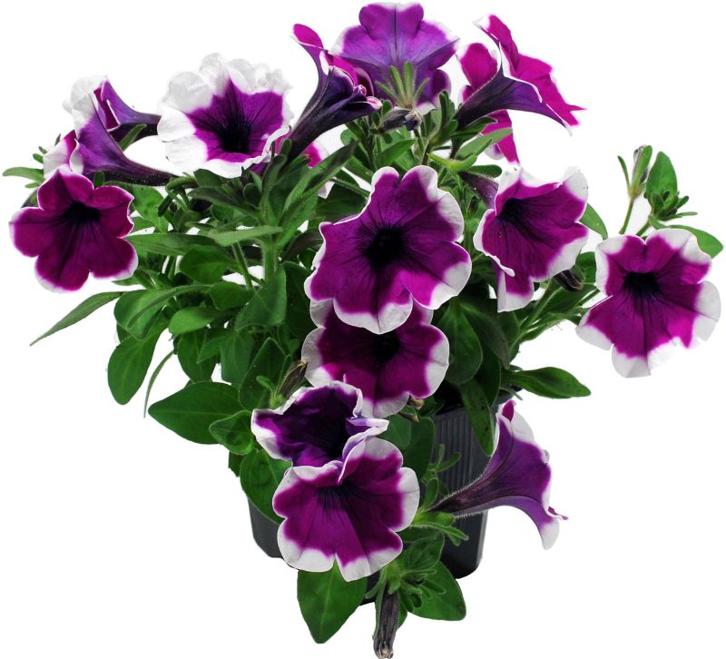 Petunia plante i 13 cm potte