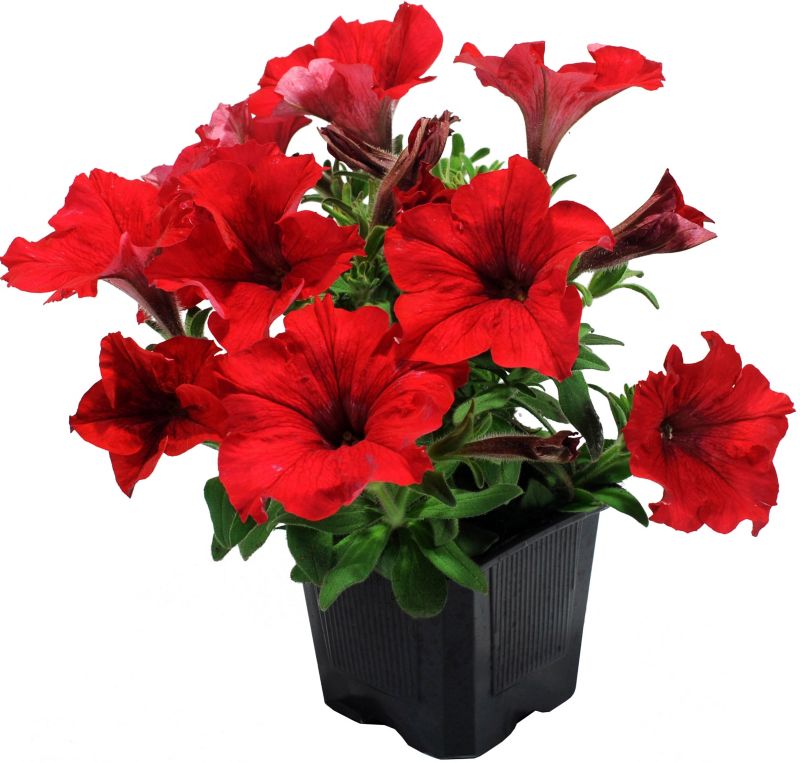 Petunia plante i 13 cm potte
