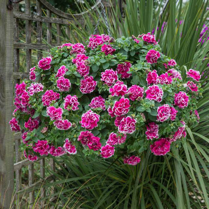 Petunia Tumbeliena Anna 13 cm