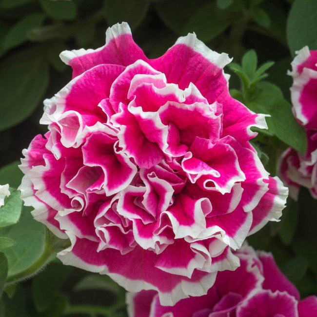 Petunia Tumbeliena Anna 13 cm