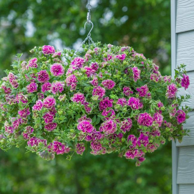 Petunia Tumbeliena Darsy Rosa 13 cm