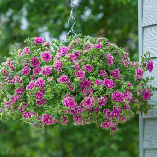 Petunia Tumbeliena Darsy Rosa 13 cm