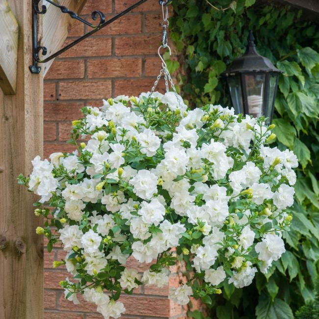 Petunia Tumbeliena Diana 13 cm – letplejet balkonblomst med hvide blomster