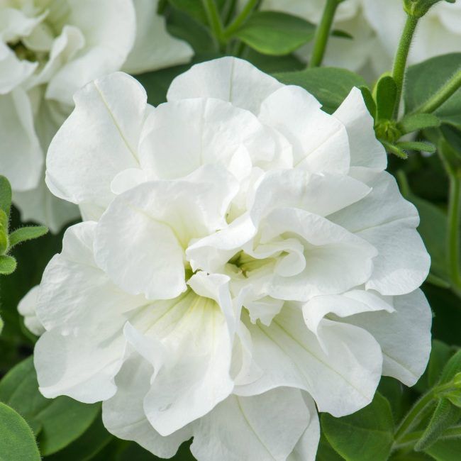 Petunia Tumbeliena Diana 13 cm – letplejet balkonblomst med hvide blomster