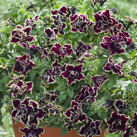 Petunia Tumbeliena Superstar 13 cm – farverig og nem at dyrke til balkon og terrasse