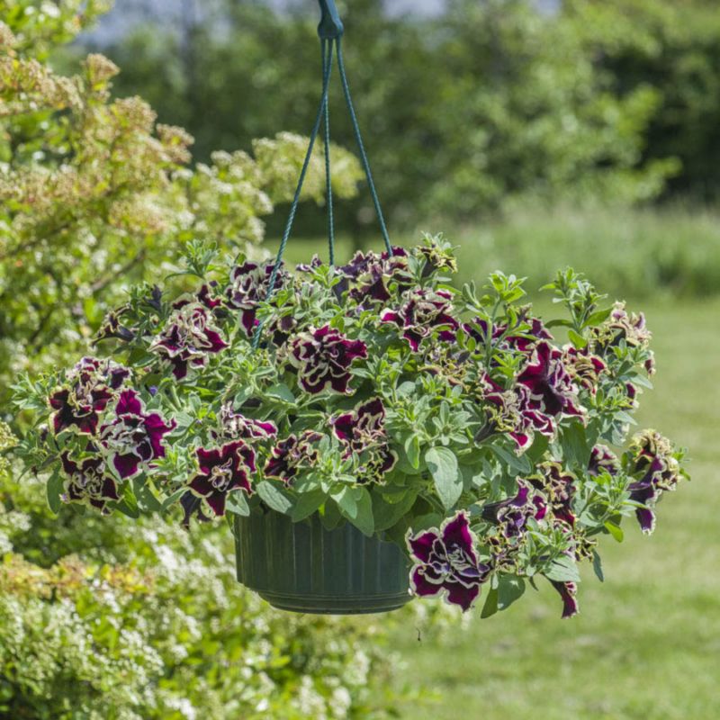 Petunia Tumbeliena Superstar 13 cm – farverig og nem at dyrke til balkon og terrasse