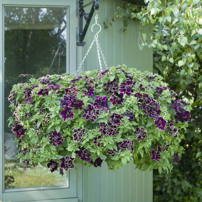 Petunia Tumbeliena Superstar 13 cm – farverig og nem at dyrke til balkon og terrasse