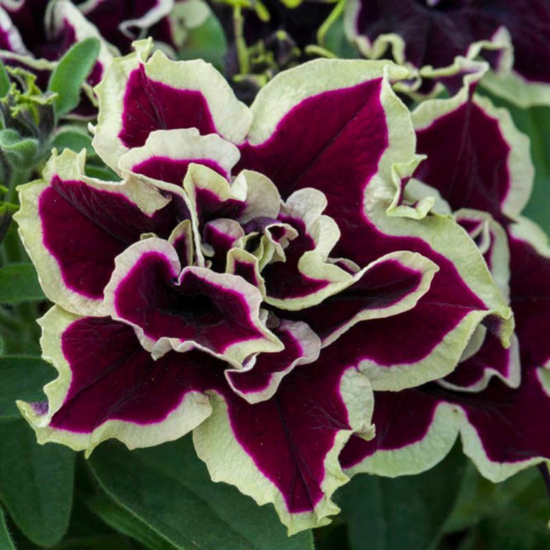 Petunia Tumbeliena Superstar 13 cm – farverig og nem at dyrke til balkon og terrasse