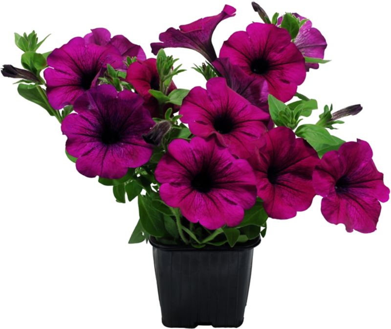 Petunia Verve i potte 10,5 cm, højde 18 cm