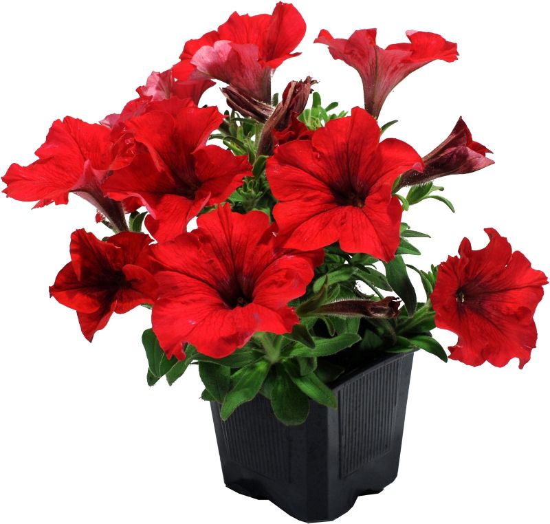 Petunia Verve i potte 10,5 cm, højde 18 cm