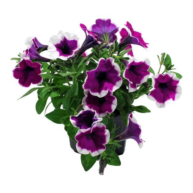 Petunia Verve i potte 13 cm, højde 20 cm