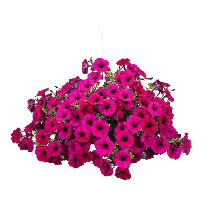 Petunia Verve i potte 23 cm, højde 40 cm