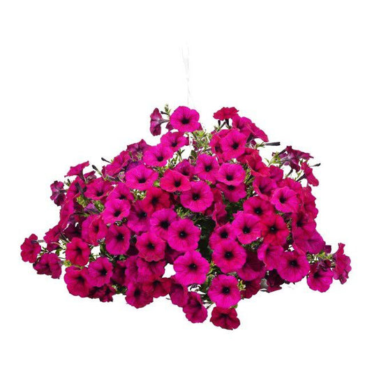 Petunia Verve i potte 23 cm, højde 40 cm