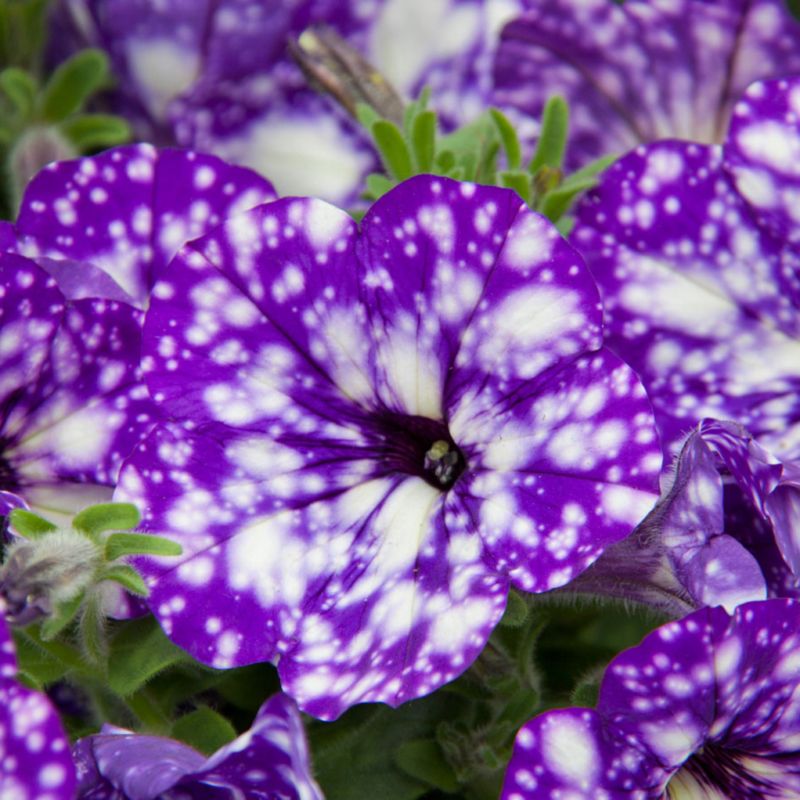 Petunia Verve night sky i potte 13 cm, højde 22 cm