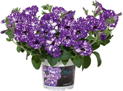 Petunia Verve night sky i potte 13 cm, højde 22 cm